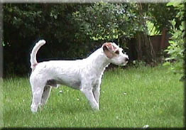 Jack Russel.jpg